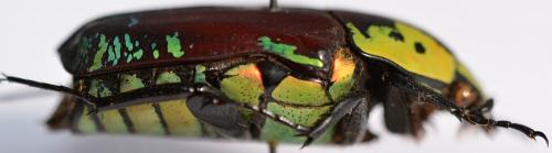 Euchroea coelestis peyrierasi